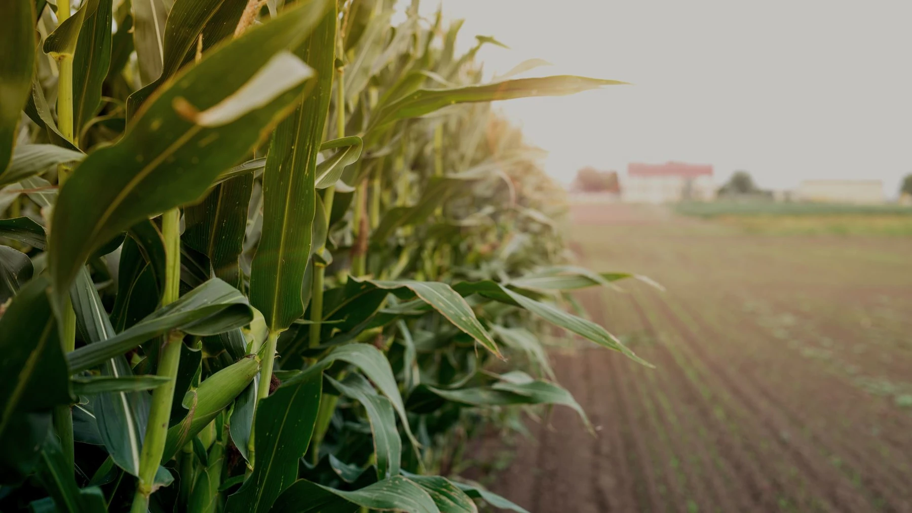 A corn field connects feedstock choices with the wider biofuel pathway.